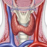 Anatomia da glândula tireoide no pescoço humano - ilustração médica educacional sobre hipotireoidismo