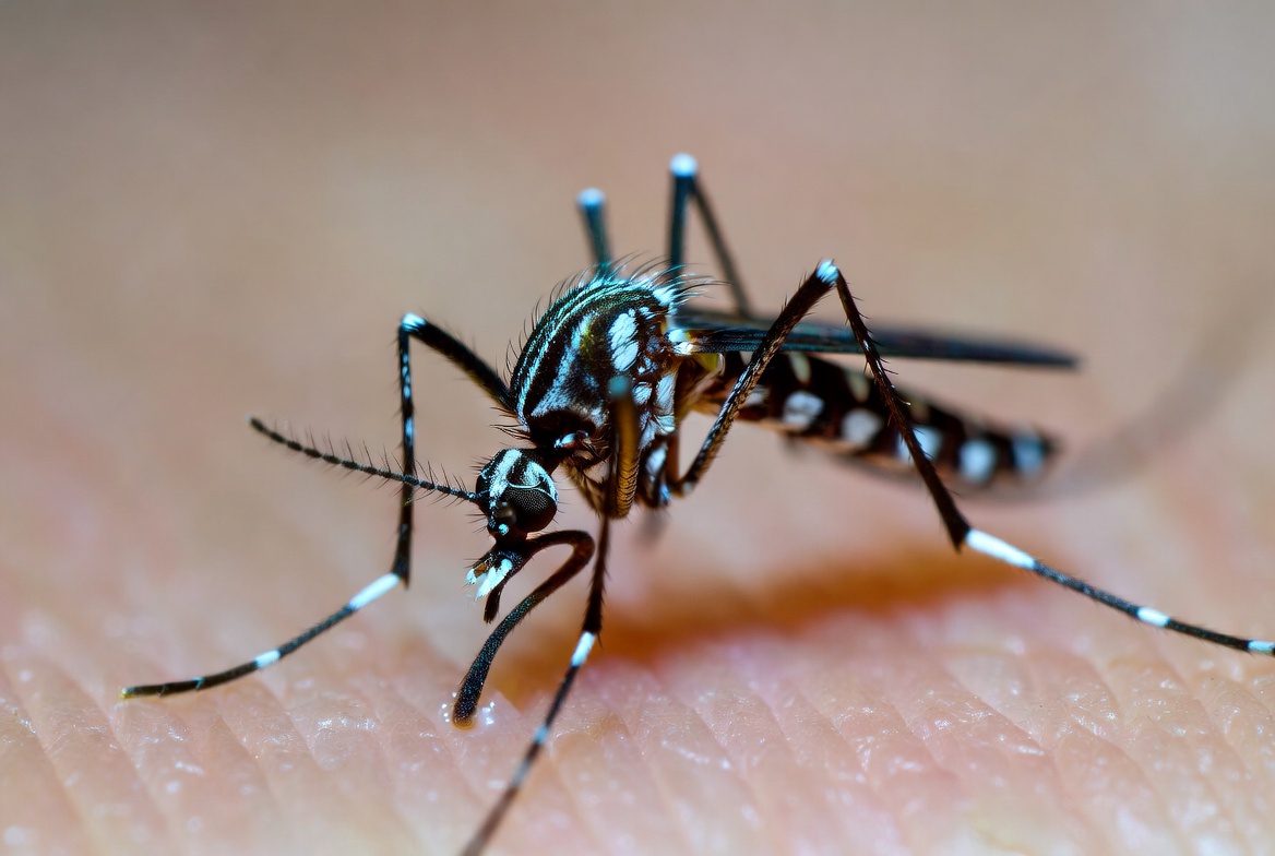 Mosquito Aedes aegypti, transmissor da Dengue, em pele humana.