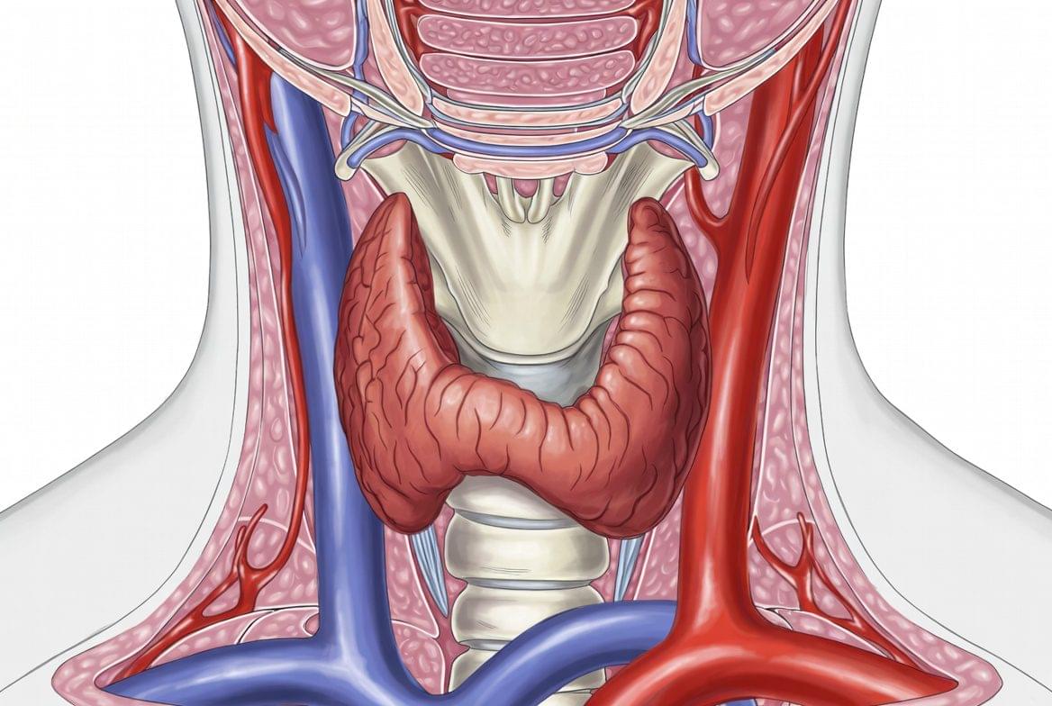 Anatomia da glândula tireoide no pescoço humano - ilustração médica educacional sobre hipotireoidismo