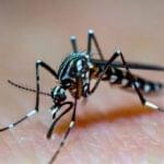 Mosquito Aedes aegypti, transmissor da Dengue, em pele humana.